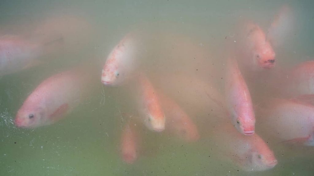 Bacterial Bloom During Cycle For Aquaponics
