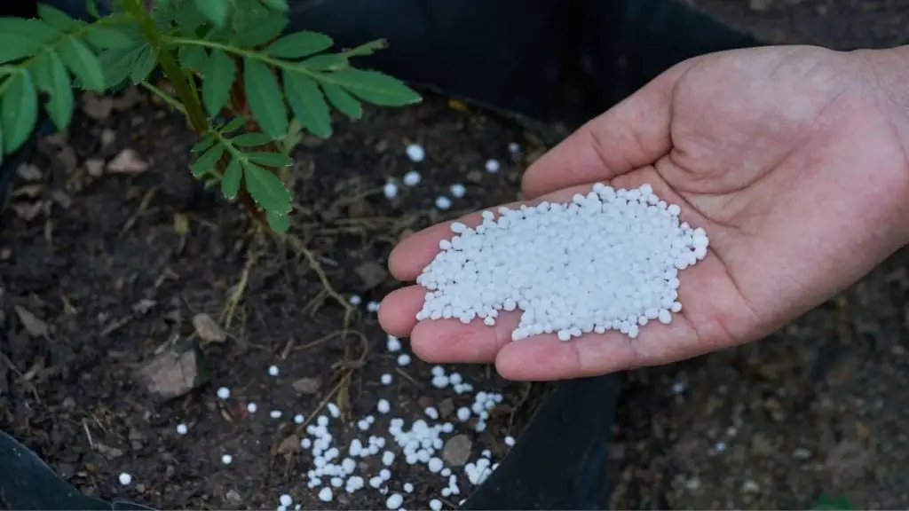 Does Ammonia Kill Plants