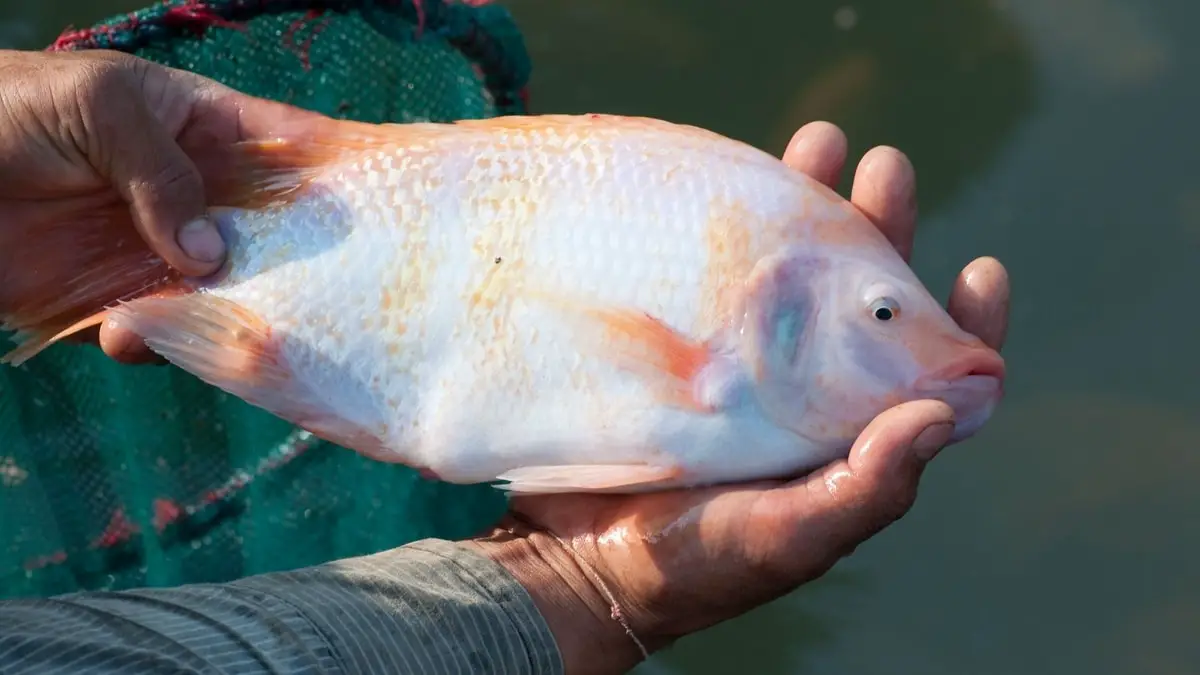 How Big Do Tilapia Get In An Aquaponics System