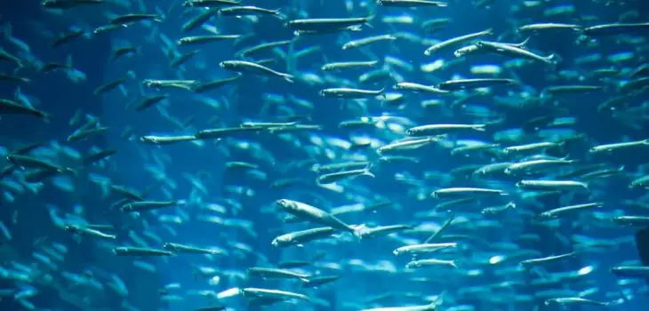 Aquaponics how many fish per gallon How Long to Cycle a New Pond?