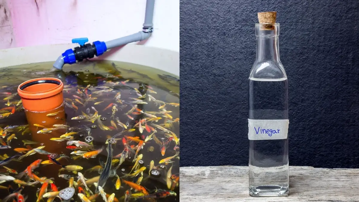 How Much Vinegar To Lower pH Of Water In Aquaponics-Should You Use It?