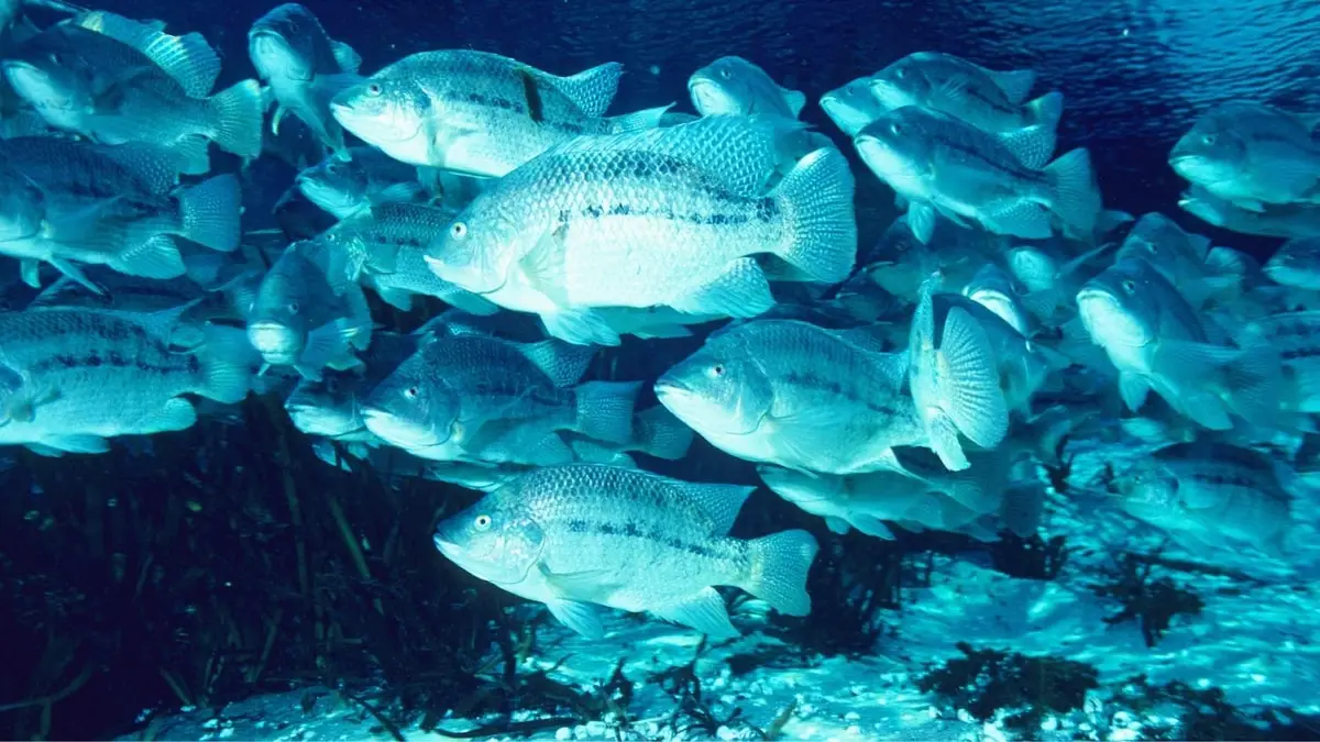 Is Tilapia A Freshwater Or Saltwater Fish