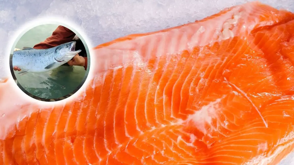 Raising Salmon At Home Using Aquaponics