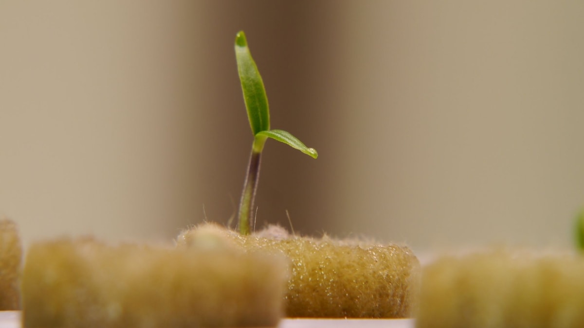 When To Transplant Rockwool Seedlings For Aquaponics