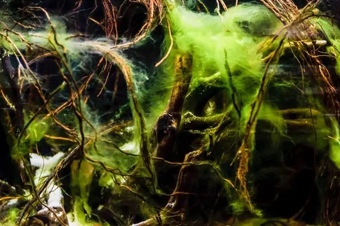 algae growth