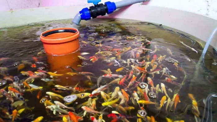  aquaponics fish