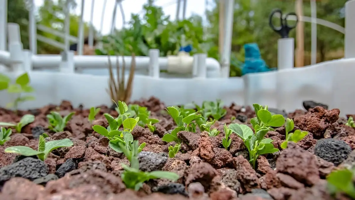 Aquaponics Growing Medium