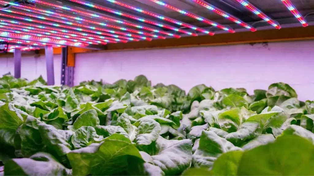 Commercial Aquaponics Startup Cost