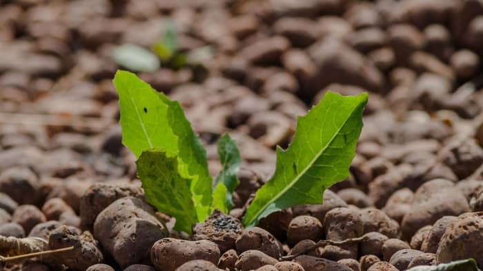  Hydrotons Or Expanded Clay Pellets