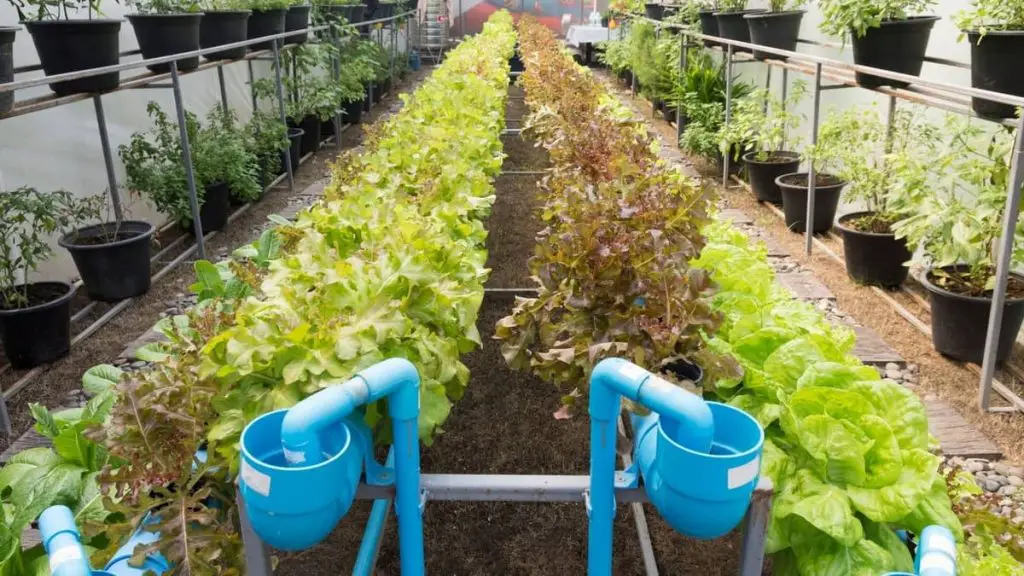 What You Can Grow In Aquaponics