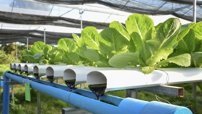  plants to grow in aquaponics