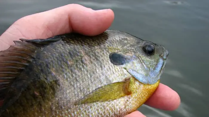 Bluegill Sunfish Characteristics