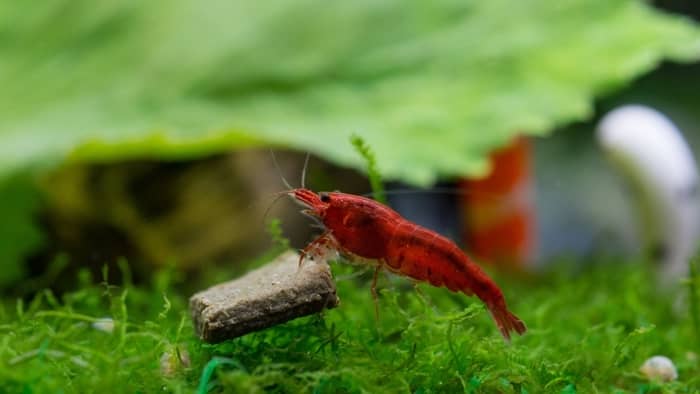 Red cherry shrimp eating algae waffle