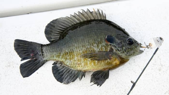 Redear Sunfish Characteristics