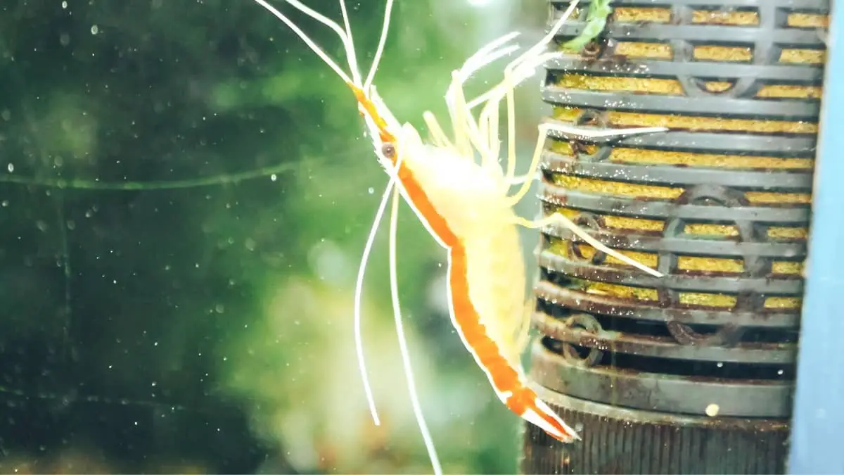 The Magic Of What Shrimps Eat In A Fish Tank