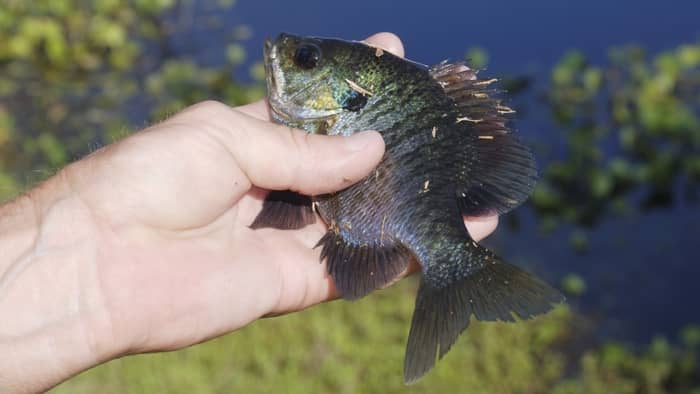 Black crappie