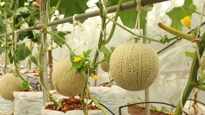 The Big Differences Between Male And Female Cantaloupe Flowers 7470