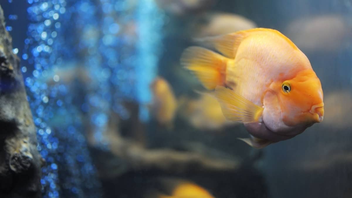 Do You Need An Air Pump In A Fish Tank