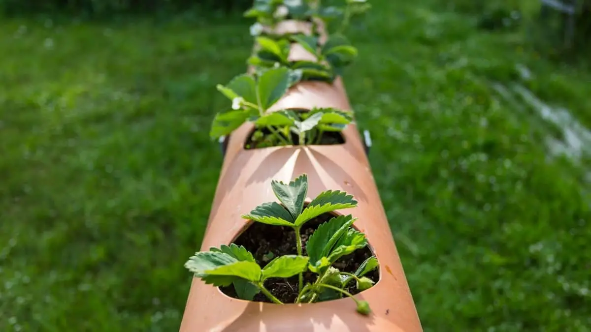 Easy Ways For Growing Strawberries In A Horizontal PVC Pipe