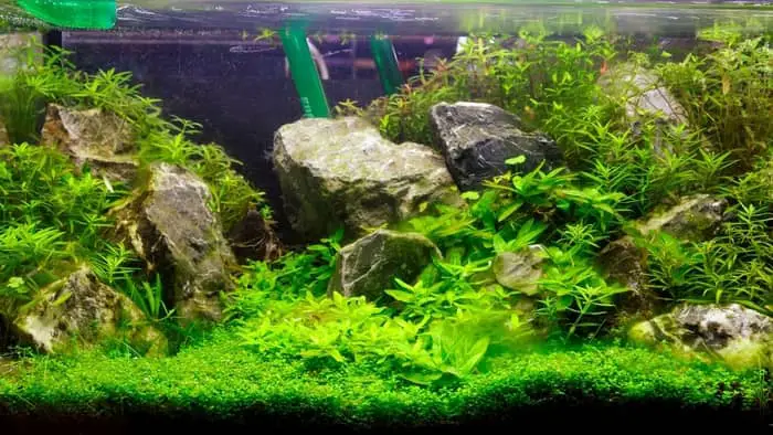 How To Oxygenate A Fish Tank Without A Pump