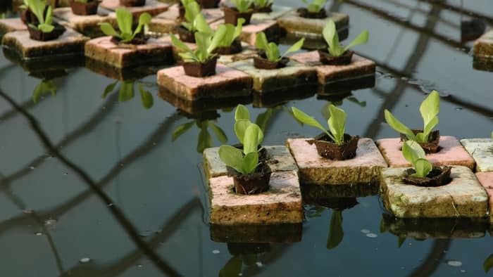 Hydroponic Fish Tank