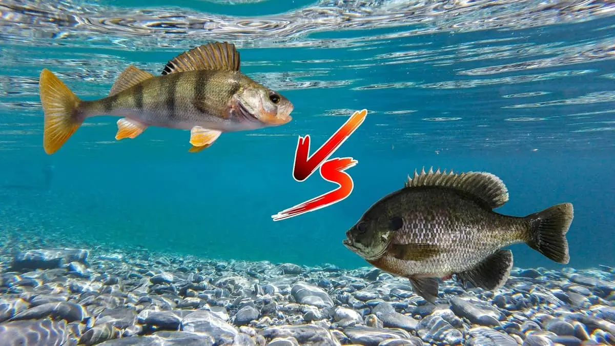 Introducing All You Need To Know About Sunperch Vs Bluegill