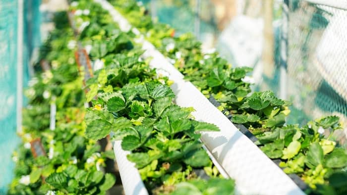 Making Your PVC Pipe Strawberry Planter