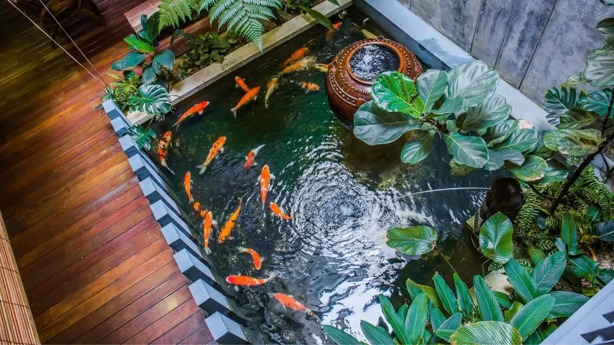 Quick Ways To Make Indoor Koi Fish Tanks
