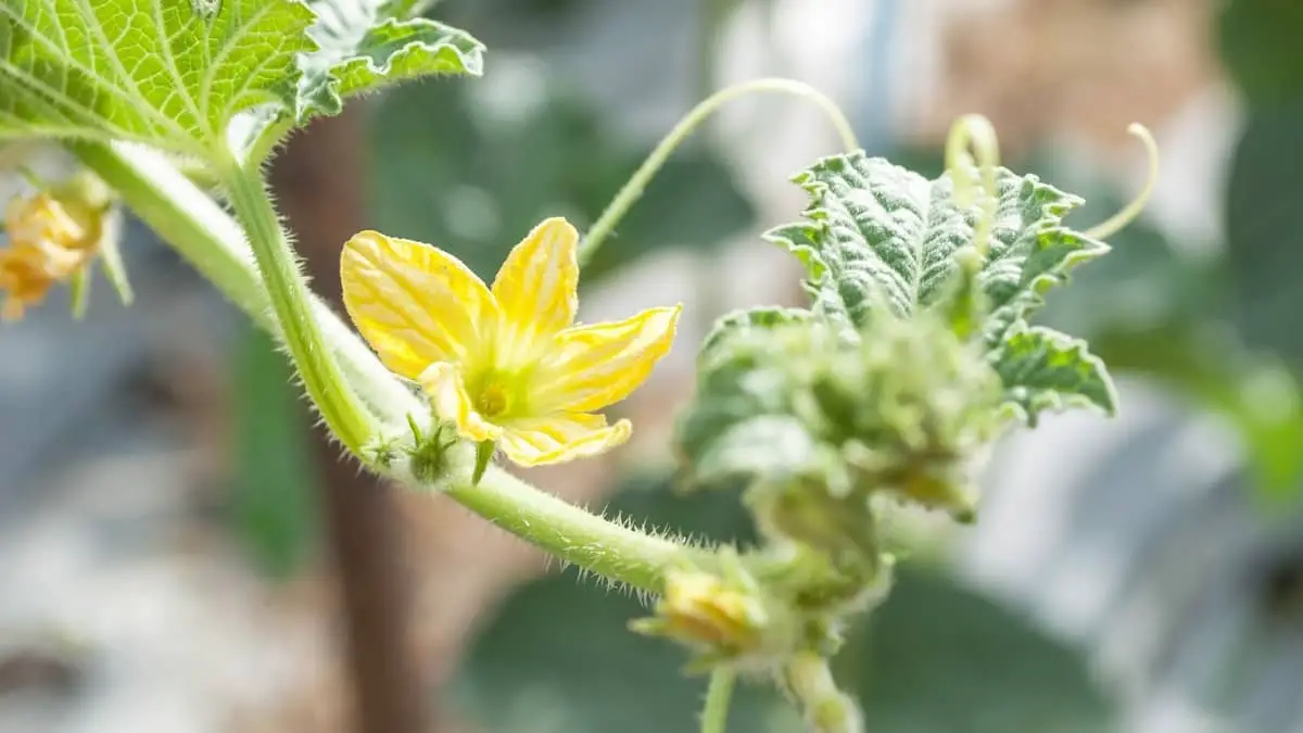The Big Differences Between Male and Female Cantaloupe Flowers