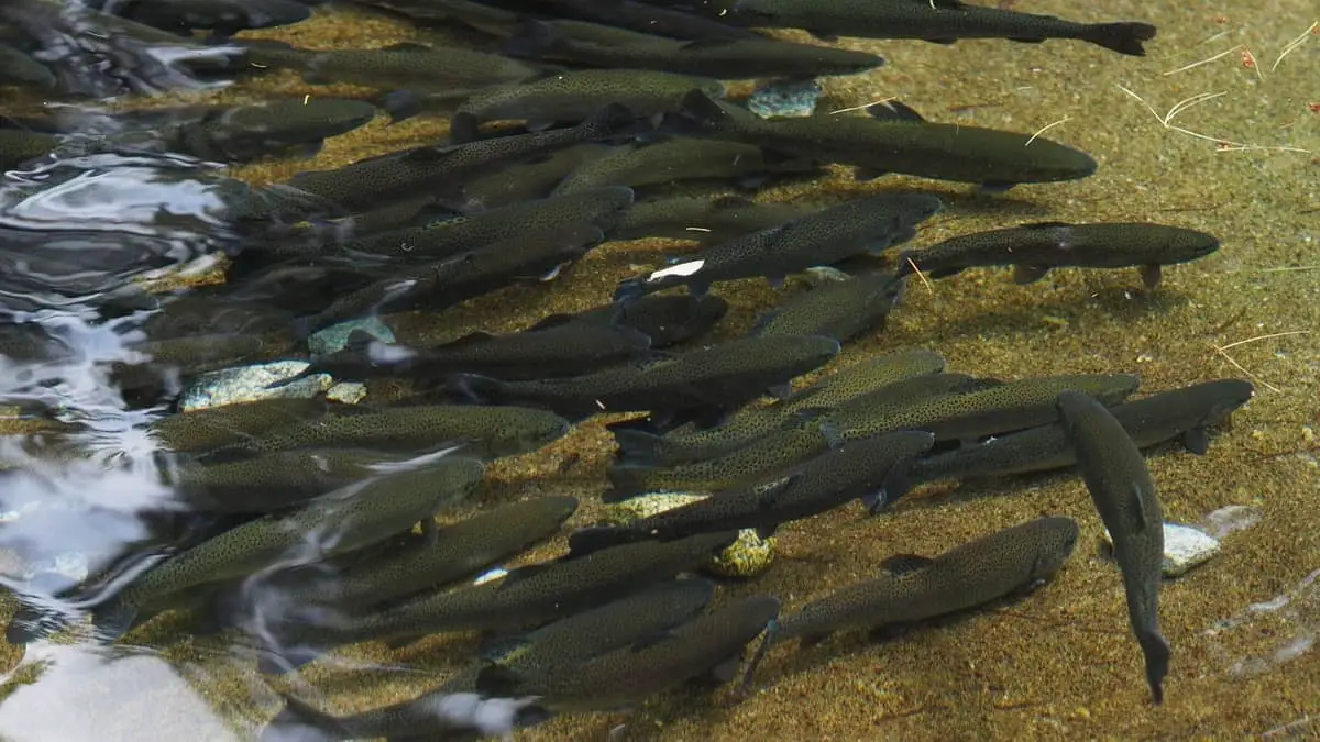 The Incredible Facts On How Fast Trout Grows