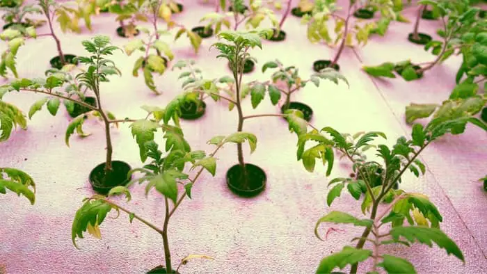 Tomato young plants grow in aquaponics