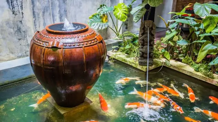 Setting Up Your Indoor Koi Fish Tank Site