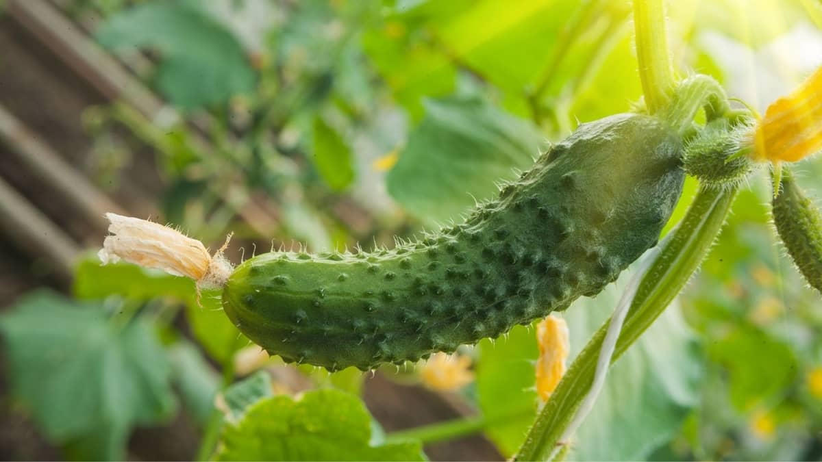 Do Cucumbers Self Pollinate All You Need To Know