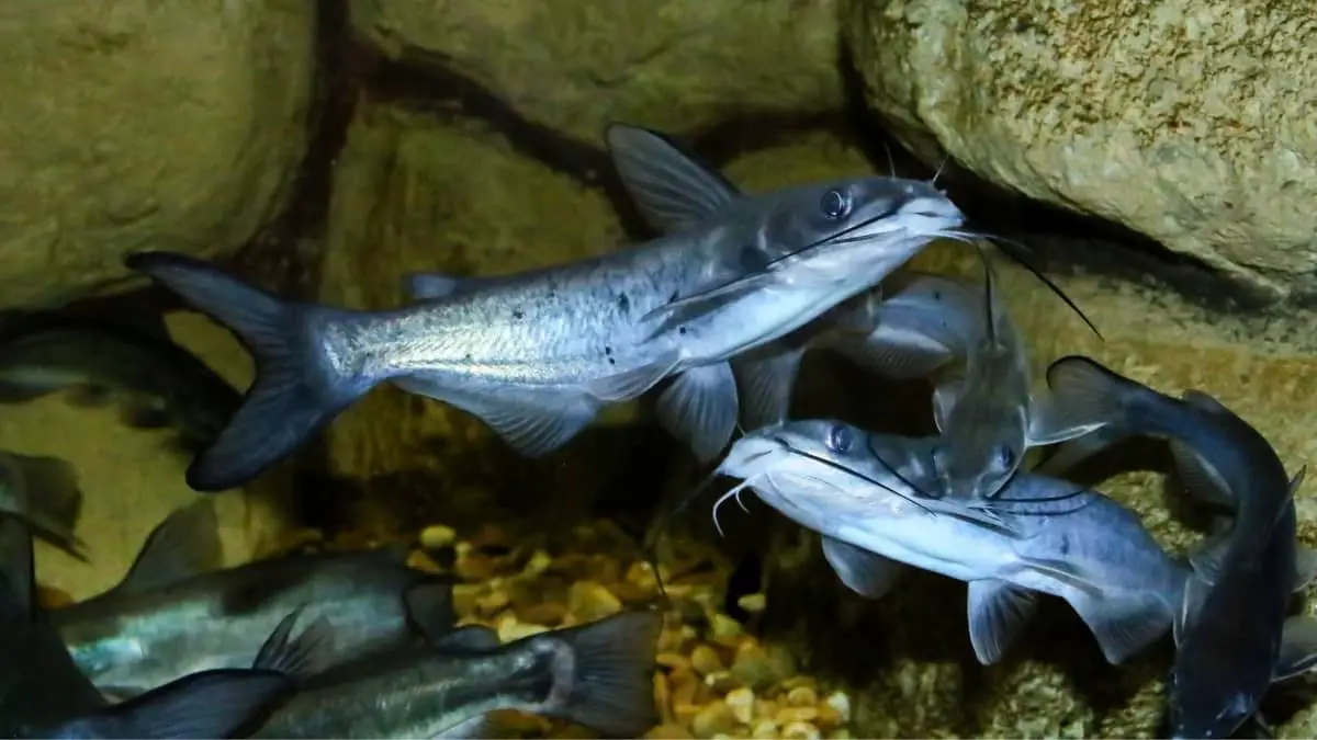 How Fast Do Channel Catfish Grow In A Pond All Your Answers Here!
