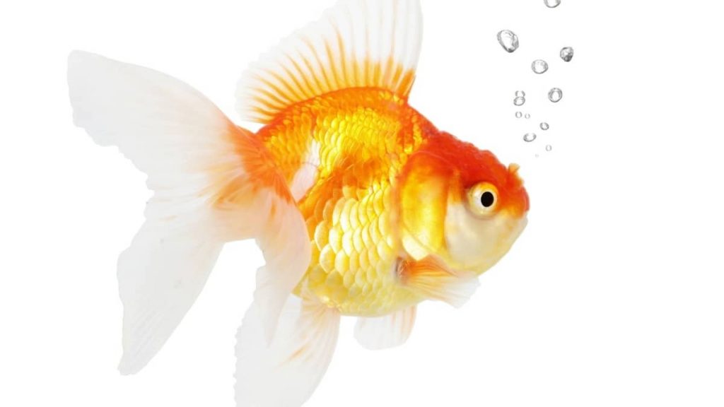 How Many Goldfish Per Gallon Of Water All Your Answers Here