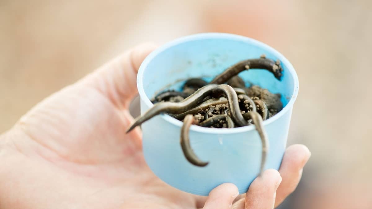 How To Do Black Worms Aquaponics