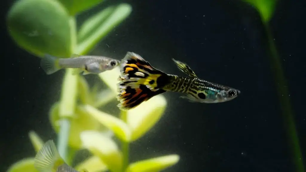 introducing-the-facts-about-the-best-temperature-for-guppies