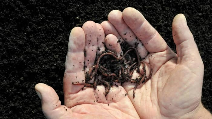 Red worms are known to be the best composters