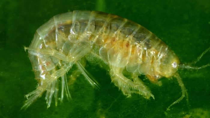 Seed shrimps are often confused with scuds