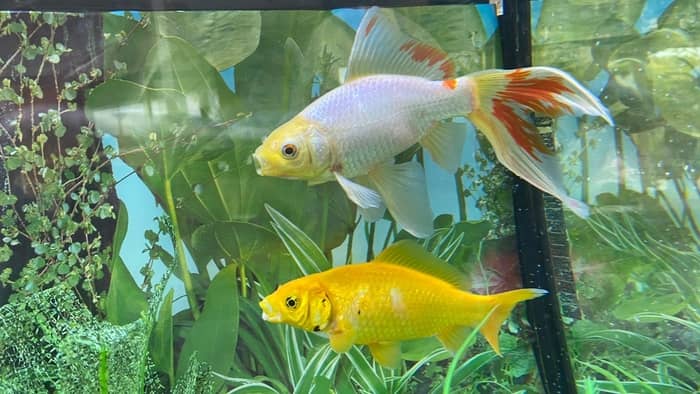 The size of your goldfish depends on which exact species you choose