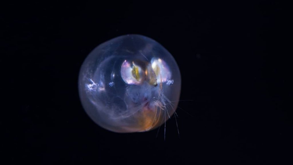 Your Number One Guide On What Do Ostracods Eat
