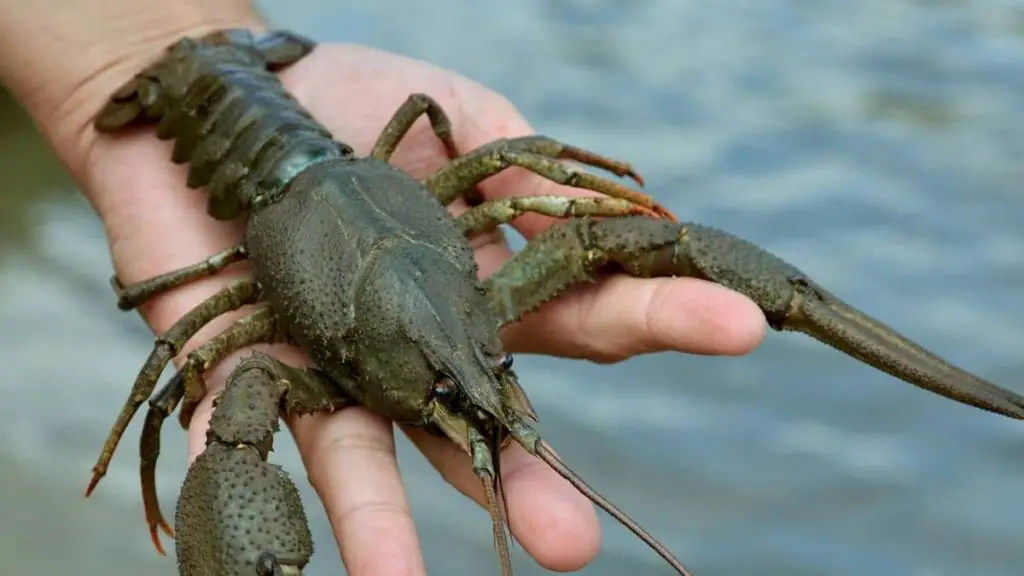 Your Step By Step Guide On How To Raise Crawfish In A Tank