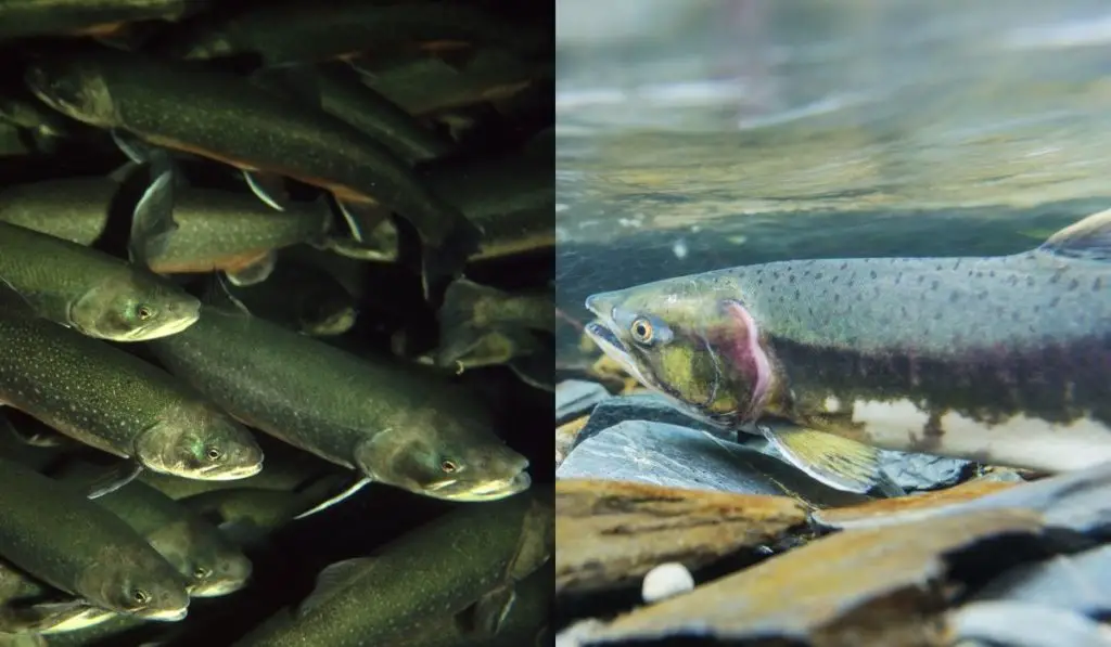 Arctic Char vs Salmon- Your Ultimate Guide