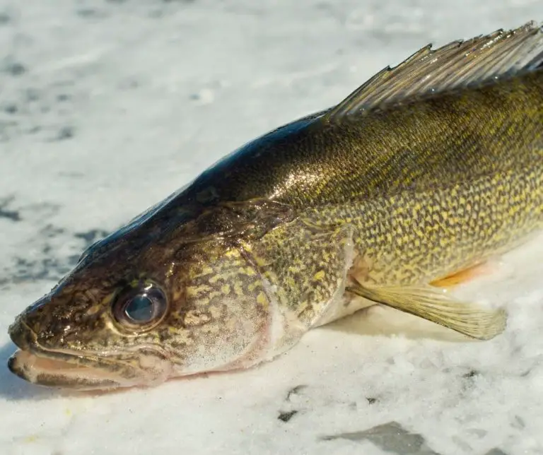 How Big Can Walleye Get? - Aquaponics Advisor