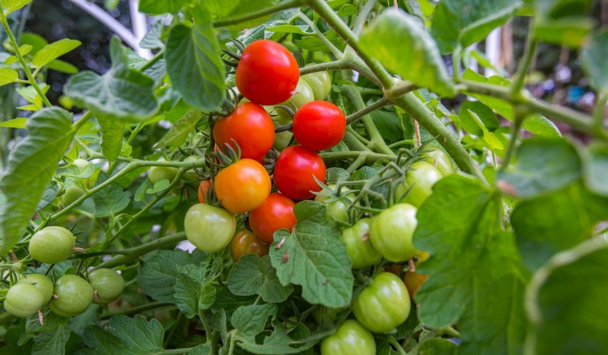 Do Tomatoes Need To Be Pollinated In Aquaponics Systems Read Now