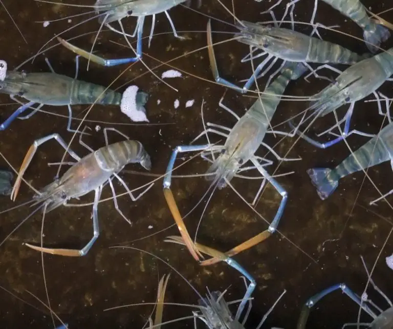 How To Grow Prawns At Home? Aquaponics Advisor