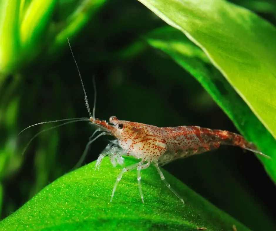 How To Grow Shrimp At Home?