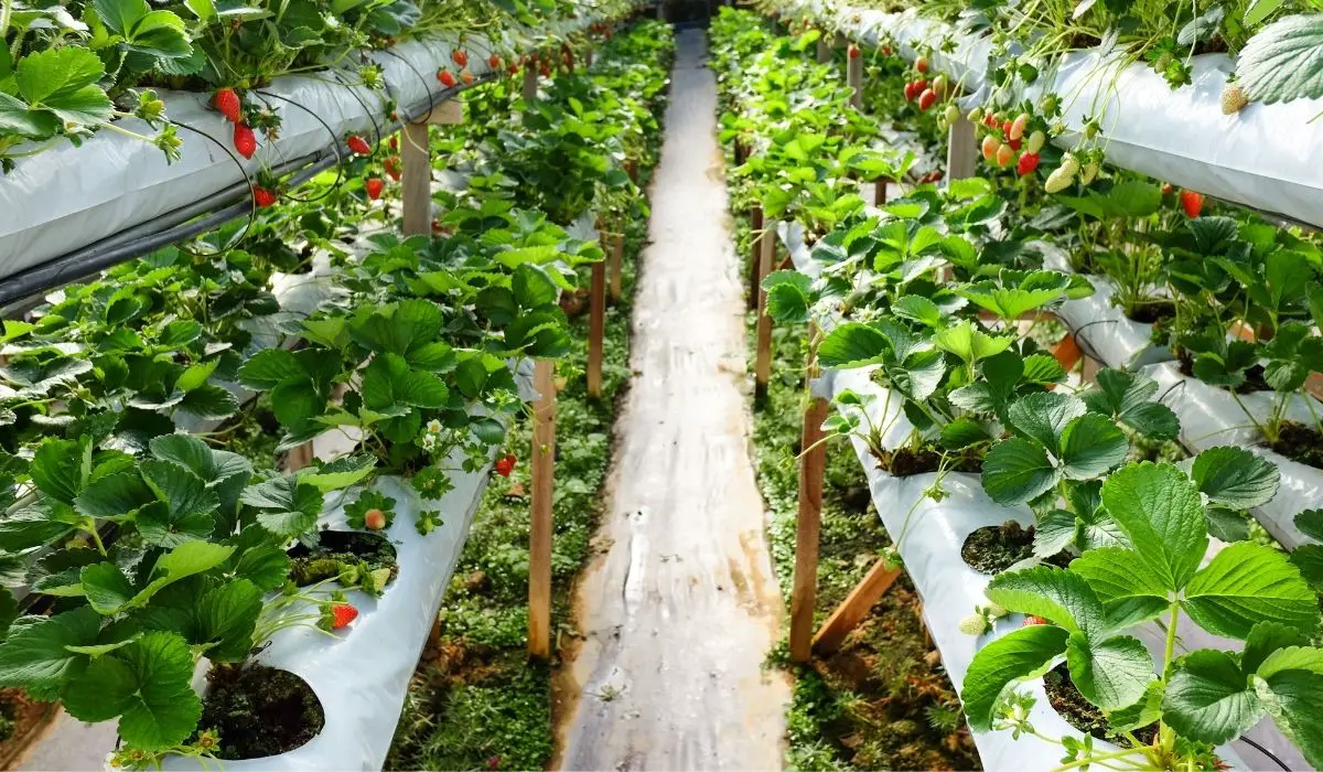 Growing Strawberries Indoors Hydroponically- All You Need To Know