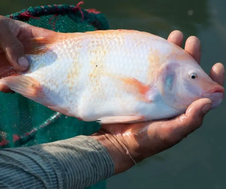 How Long To Grow Tilapia To Eating Size? Aquaponics Advisor