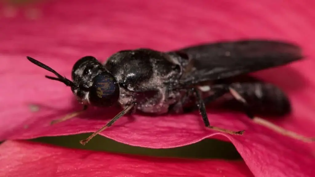 How To Attract Black Soldier Flies To Your Aquaponics System- Step by Step Guide